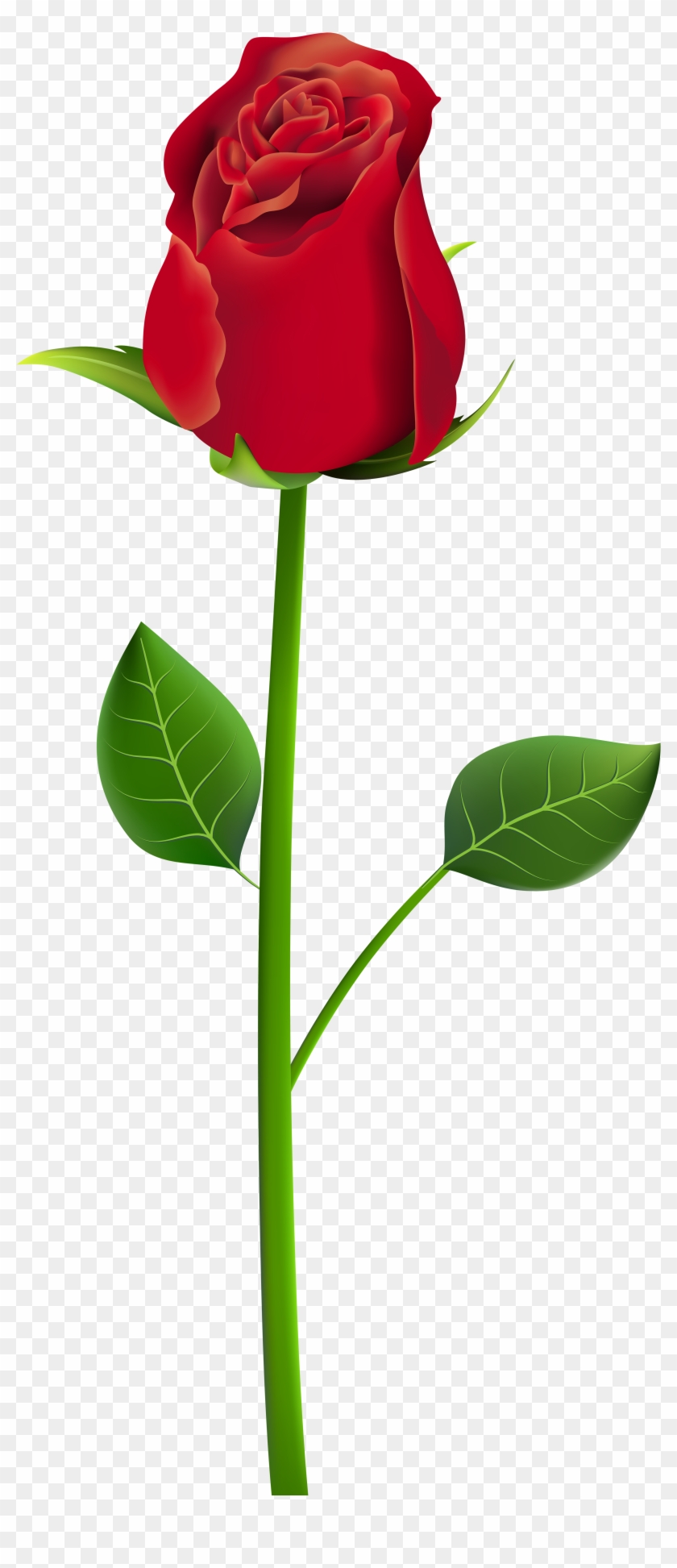 Rose Png Clip Art Transparent Image - Flower Png For Picsart #17214