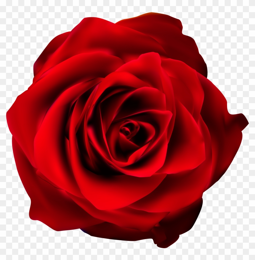 Red Rose Transparent Png Clip Art Imageu200b Gallery - Rose #17409