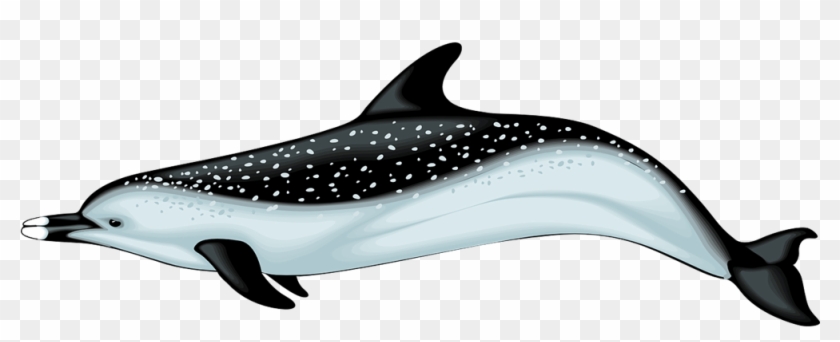 Dolphin Clip Art - Dolphine Vector #17451