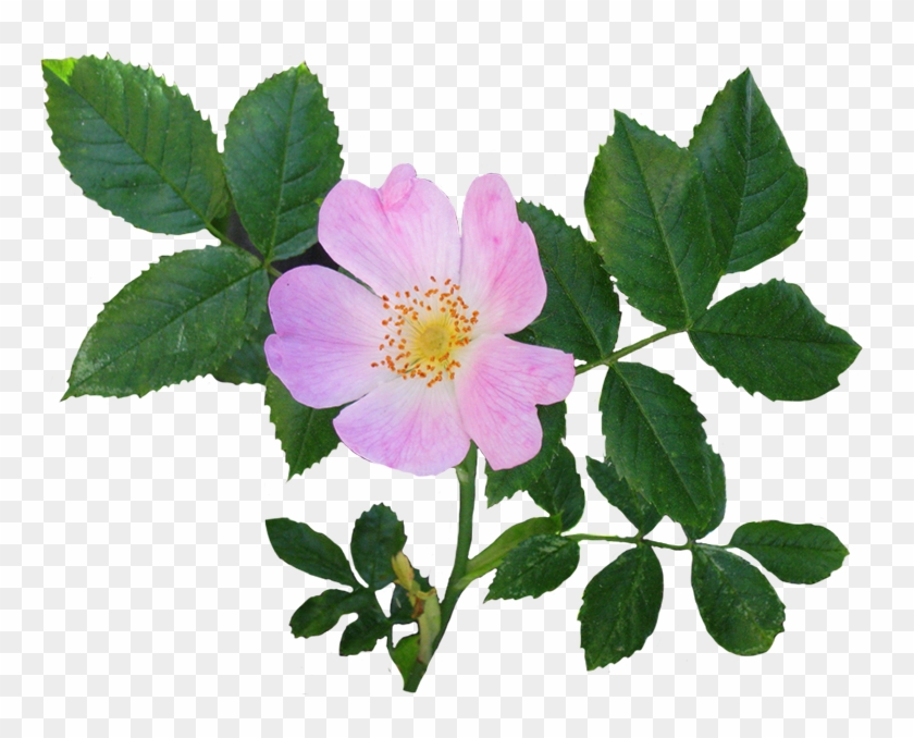 Rose Clipart - Flower With Leaves Png #17586