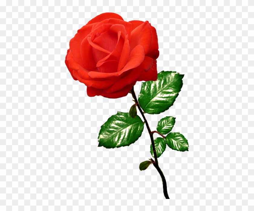 Rose Clipart - Clipart Of A Rose #17588