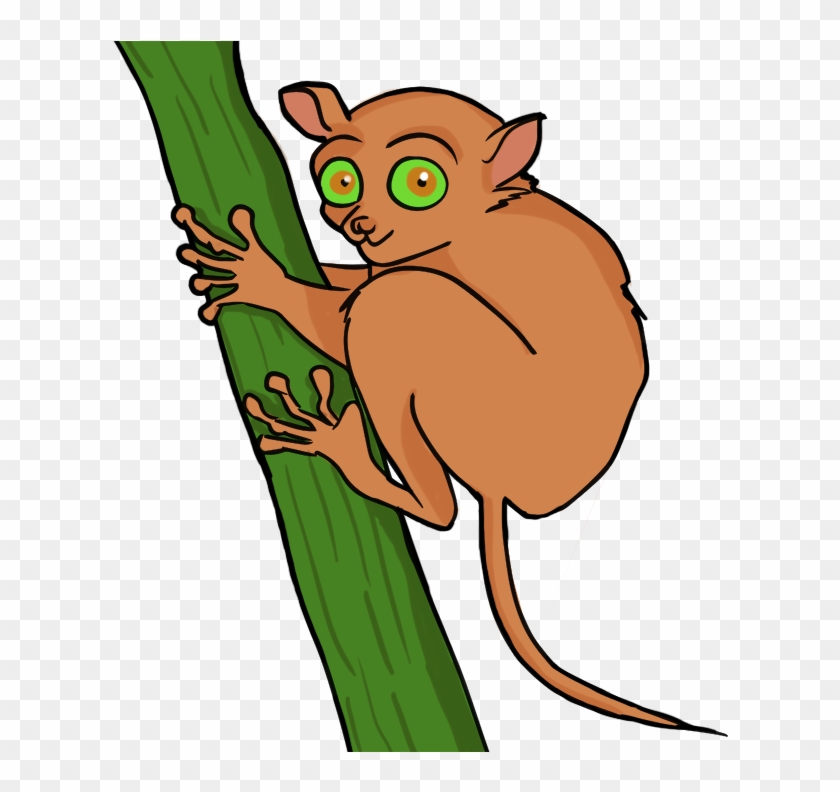 Pictures - Tarsier Clipart #17682