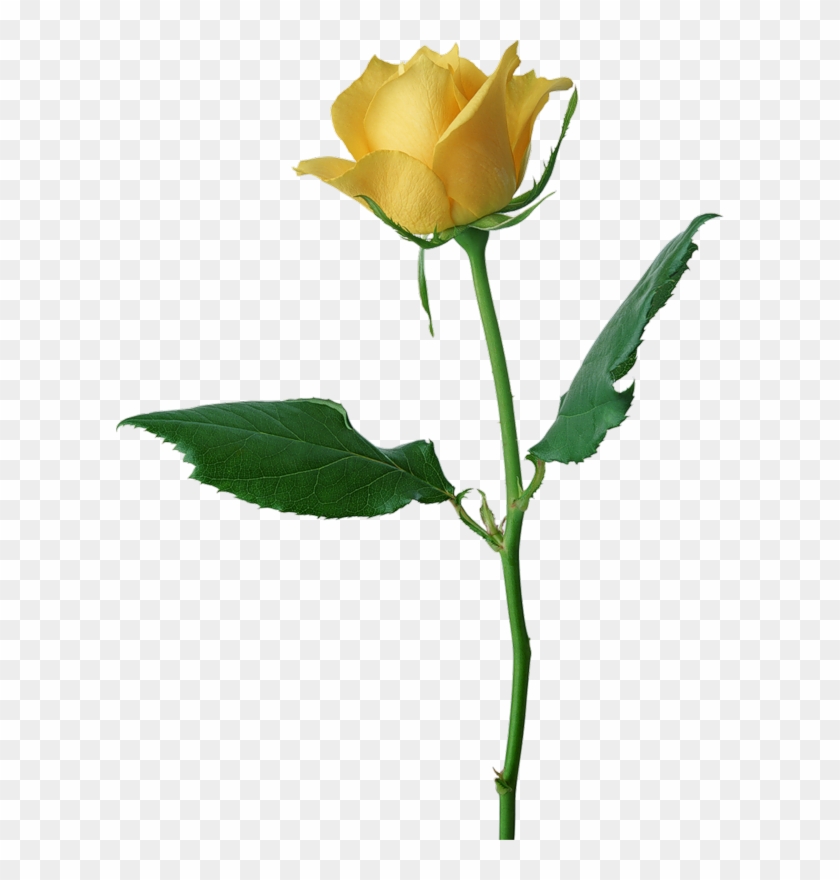 Large Yellow Rose Png Clipart - Rose #17946