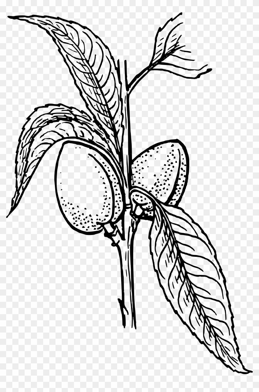 Mother's - Day - Clip - Art - Black - White - Plant Clip Art #79342