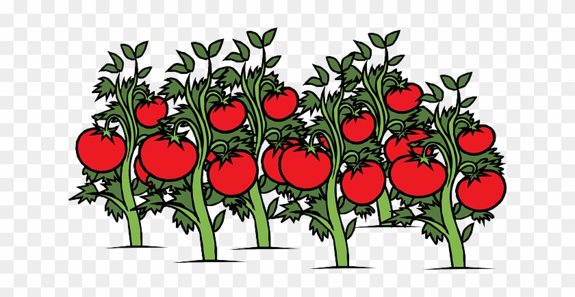 The Printable Pdf Version Of The Associated Teacher's - Tomato Plant Clipart #79959
