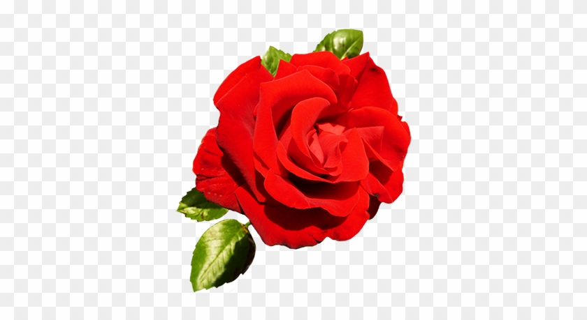 Red Rose For Valentine's Day - Valentine Single Roses Png #80531