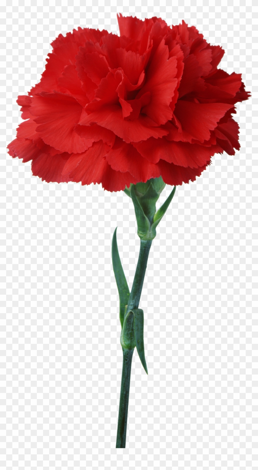 Carnation Flower Red Floristry Clip Art - Carnation Flower Red Floristry Clip Art #80719