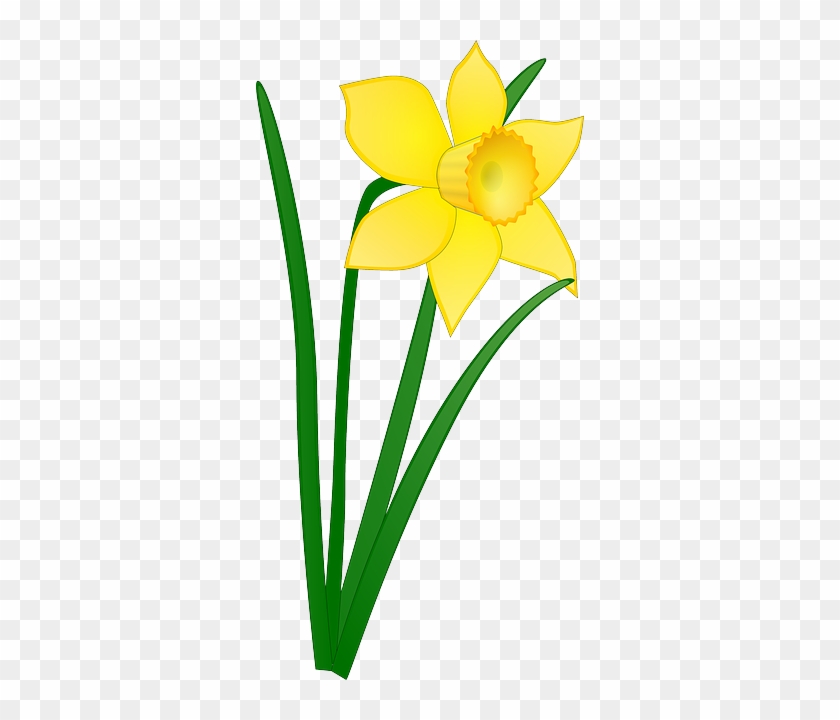 Daffodil, Yellow, Flower, Floral, Blossom, Bloom - Daffodil Clip Art #80725
