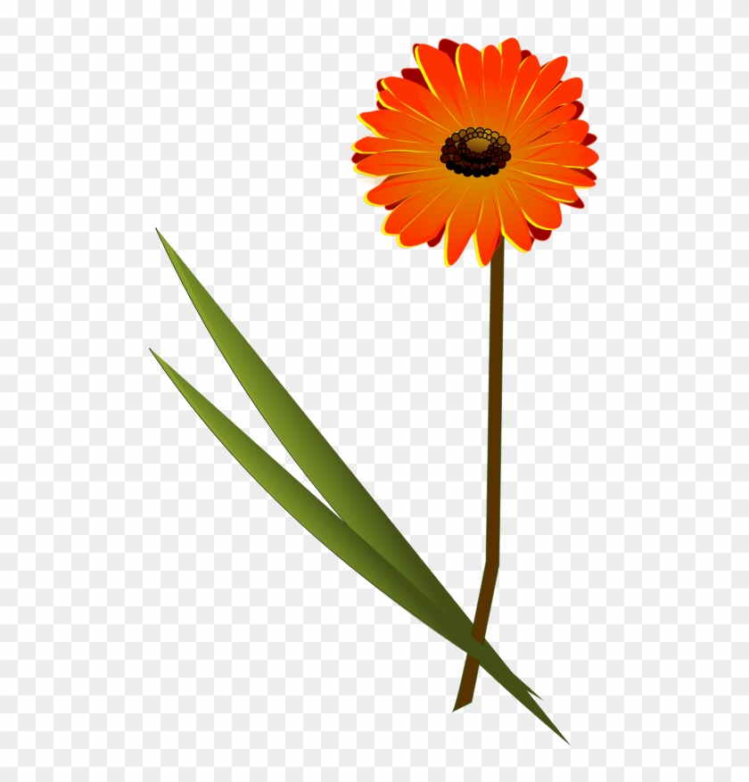 Medium Image - Gerbera Clipart #82622