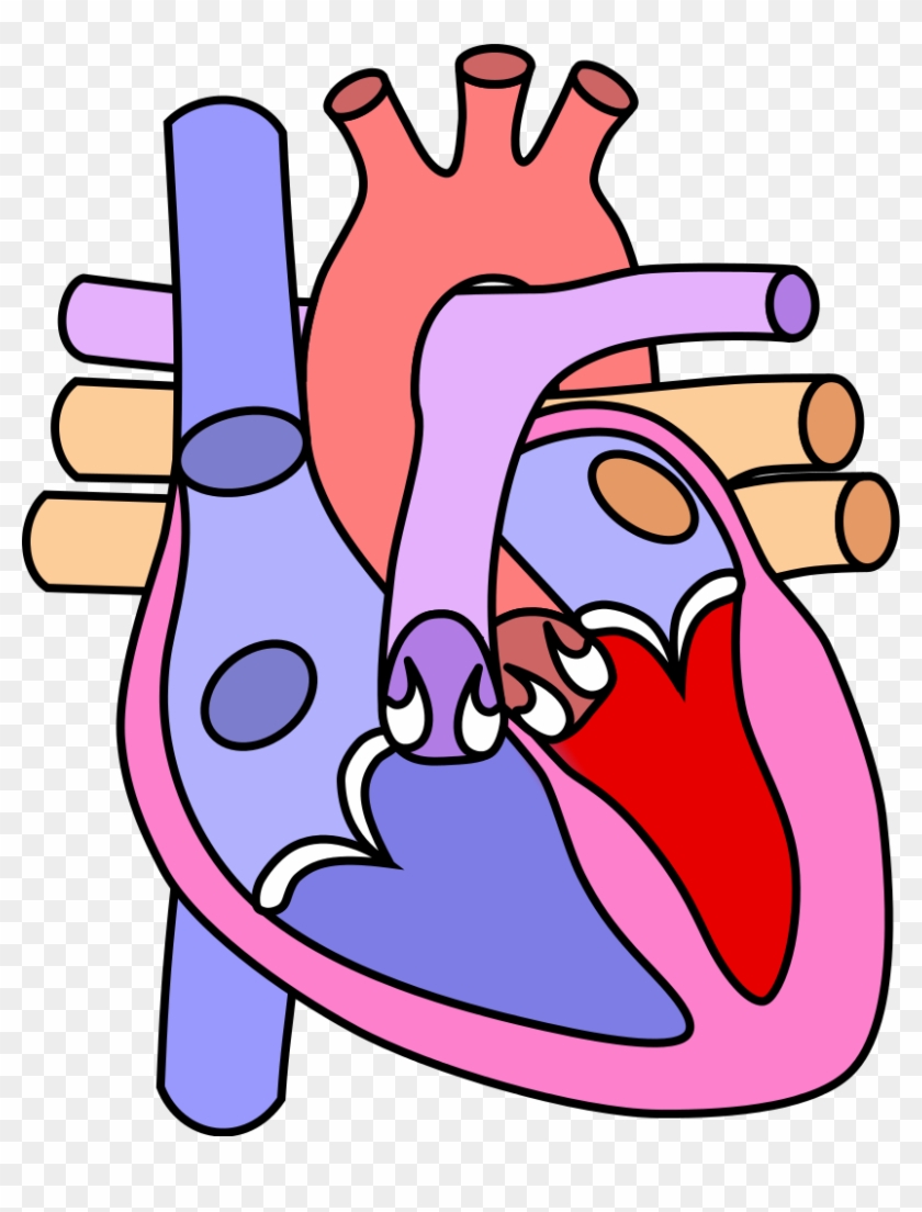 Fileheart Normal - Diagram Of The Heart Without Labels #83459