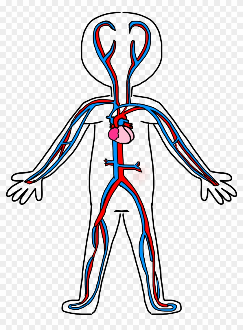 Circulatory System Drawing Kids - Circulatory System For Coloring #83492