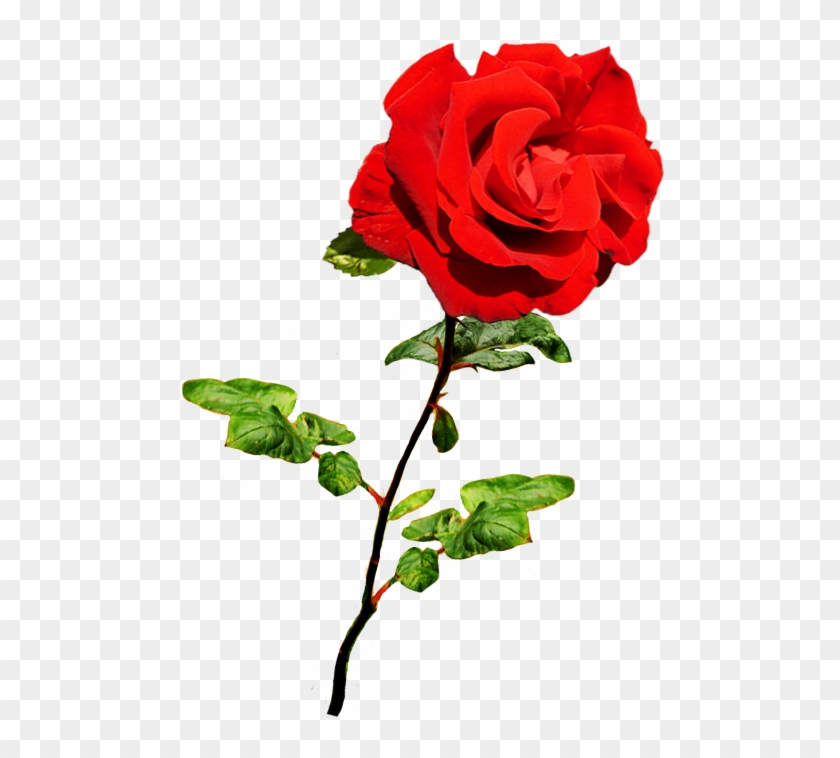 Beautiful Valentine Rose - Valentine Single Roses Png #83570