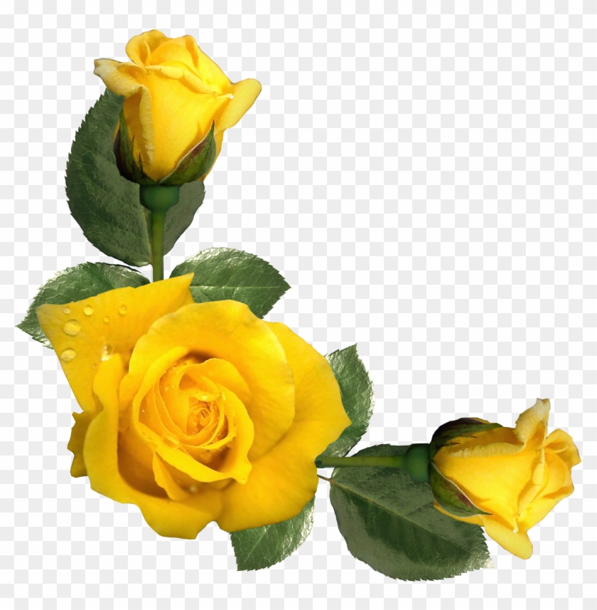 Yellow Roses - Inspirational Quotes With Yellow Roses #83656