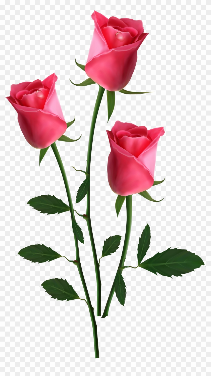 Garden Roses Flower Clip Art - Beautiful Roses Png #83696