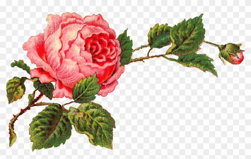 Isn't This Digital Pink Rose Clip Art Gorgeous I Created - Vintage Rose Clip Art #83773