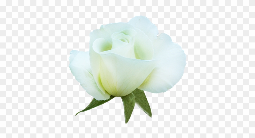 Beautiful White Rose For Valentine, White Rose In Bloom - Floribunda #83788