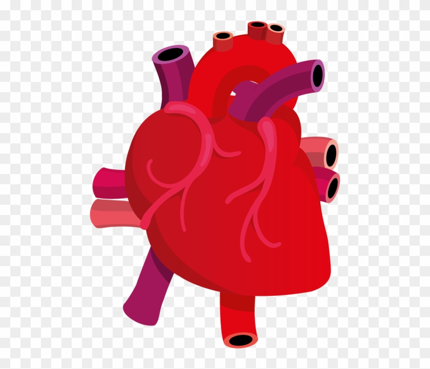 Human Heart Clipart Png - Human Heart Vector Png #84054