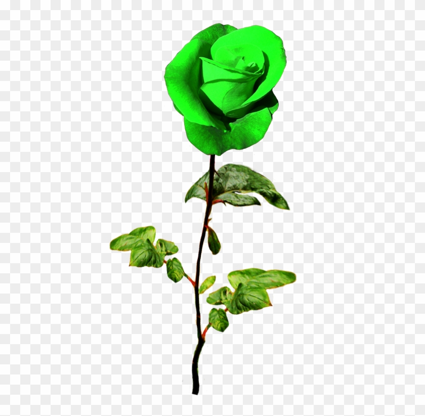 Patrick's Day Green Rose - Rose #85034