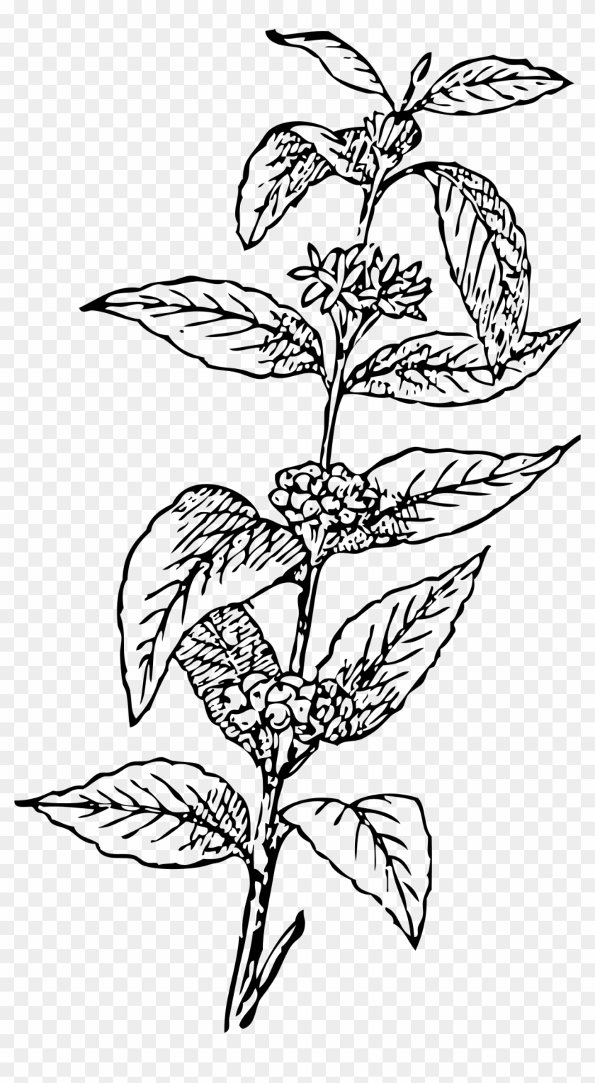 Clipart - - Coffee Plant Line Drawing #461188