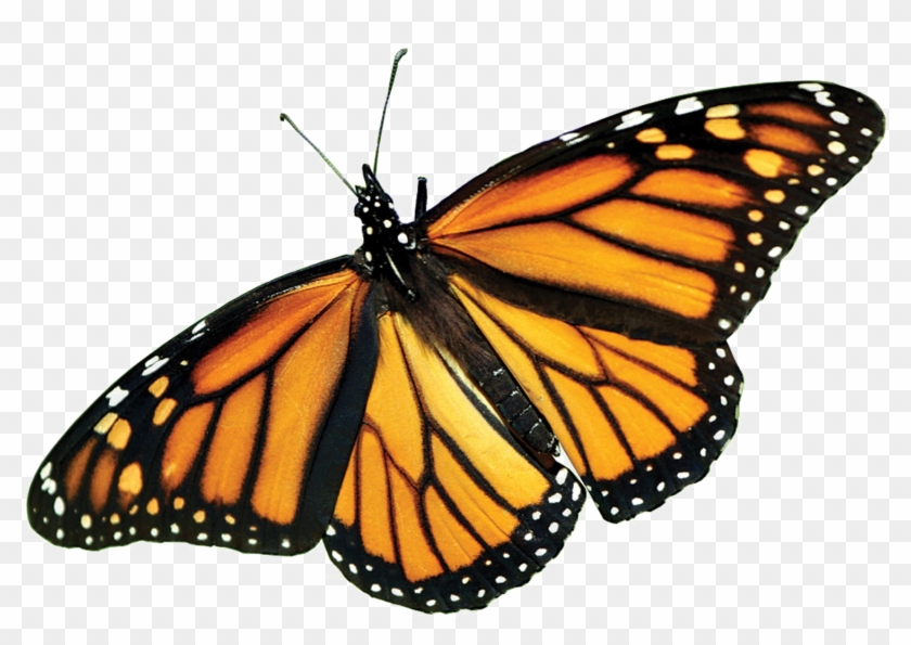 Monarch Butterfly Png Picture - Real Monarch Butterfly Wings #461645