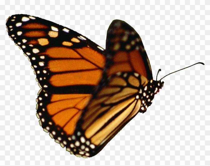 Featured image of post Flying Butterfly Gif Png Free butterfly gifs and animated butterflies