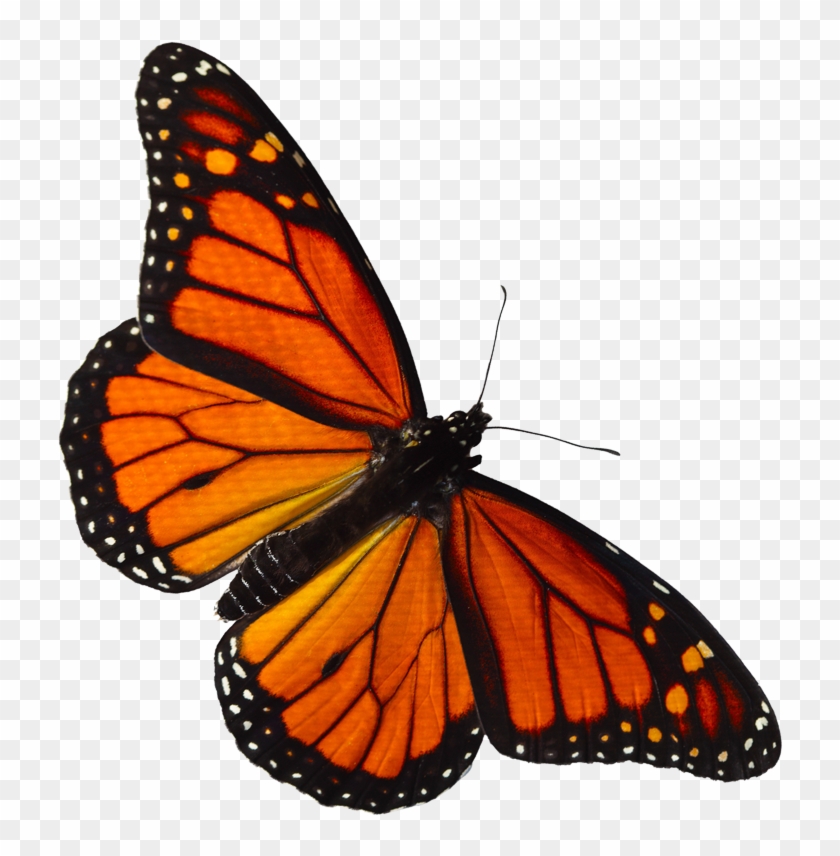 Monarch-butterfly - Real Butterfly Transparent Red #461668