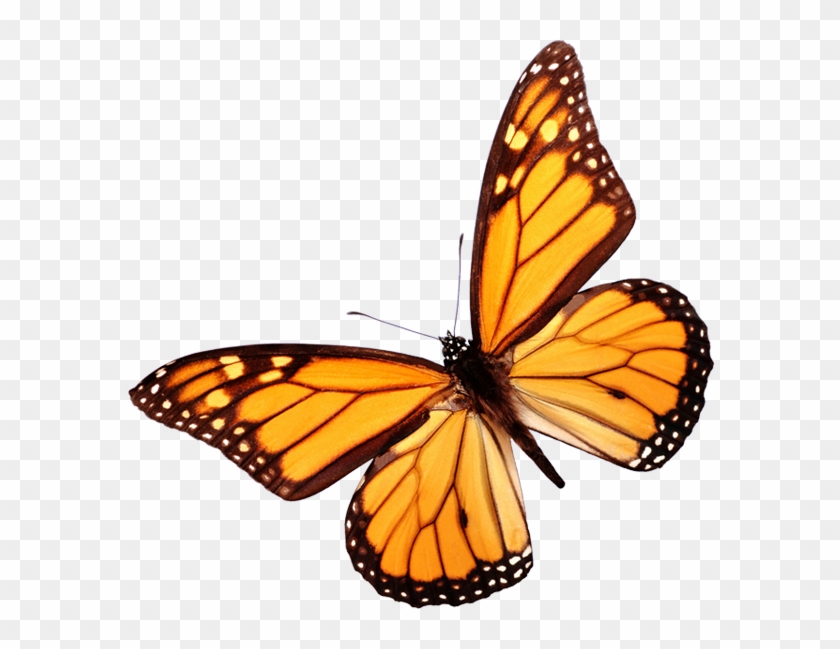 Contact Us - Monarch Butterfly White Background #461672
