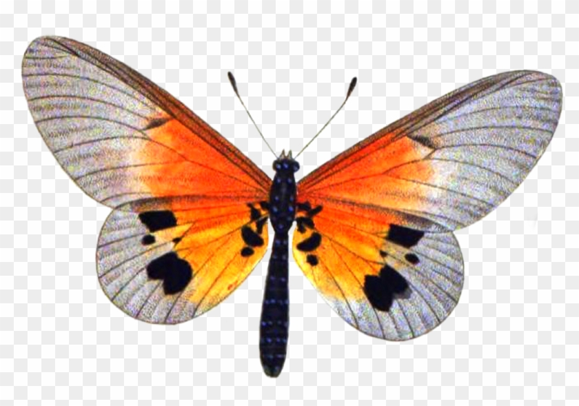 Butterfly 3 Png Stock By Lubman Butterfly 3 Png Stock - Large Copper #461699