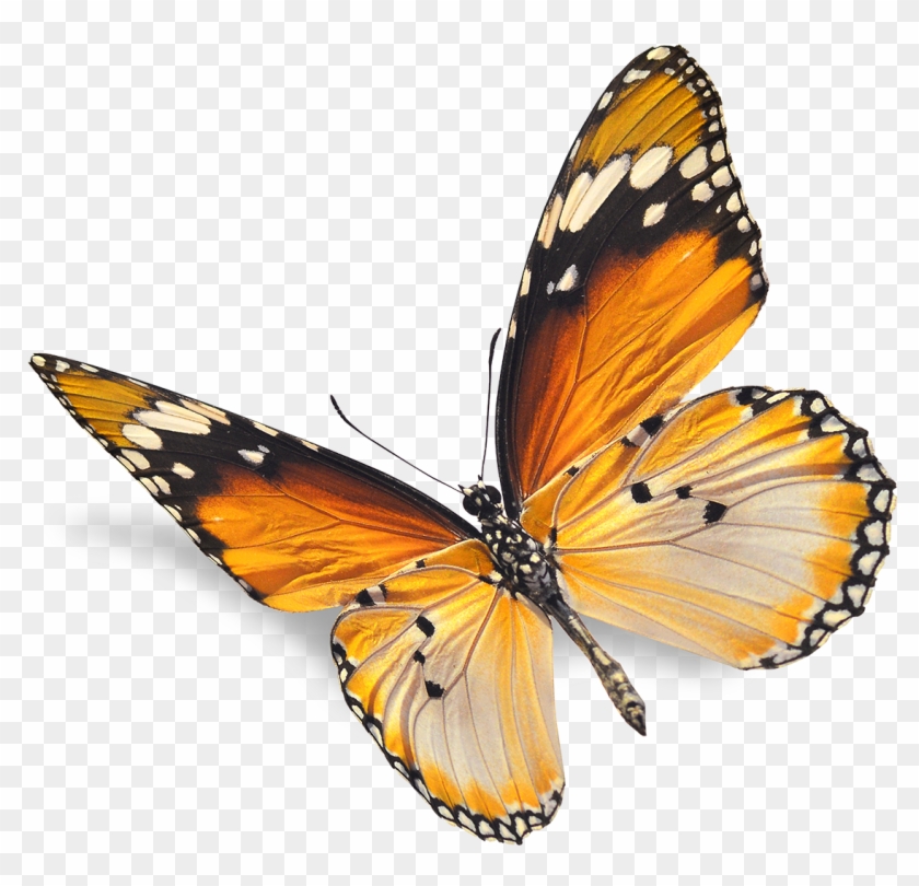 Real Butterfly Png - Natural Images Png #461702