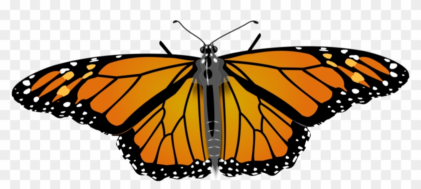Open - Hd Monarch Butterfly Transparent #461706