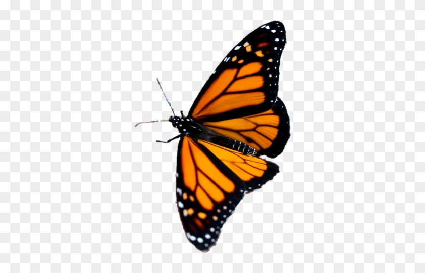 Butterfly 3 Transparent Background Png - Angangueo #461776