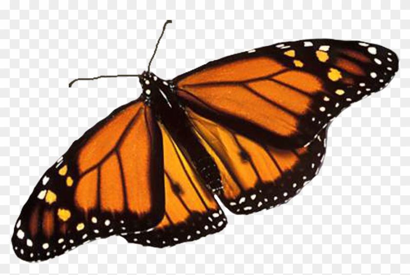 Monarch Butterfly Png Image Background - Line Of Symmetry Of Butterfly #461781