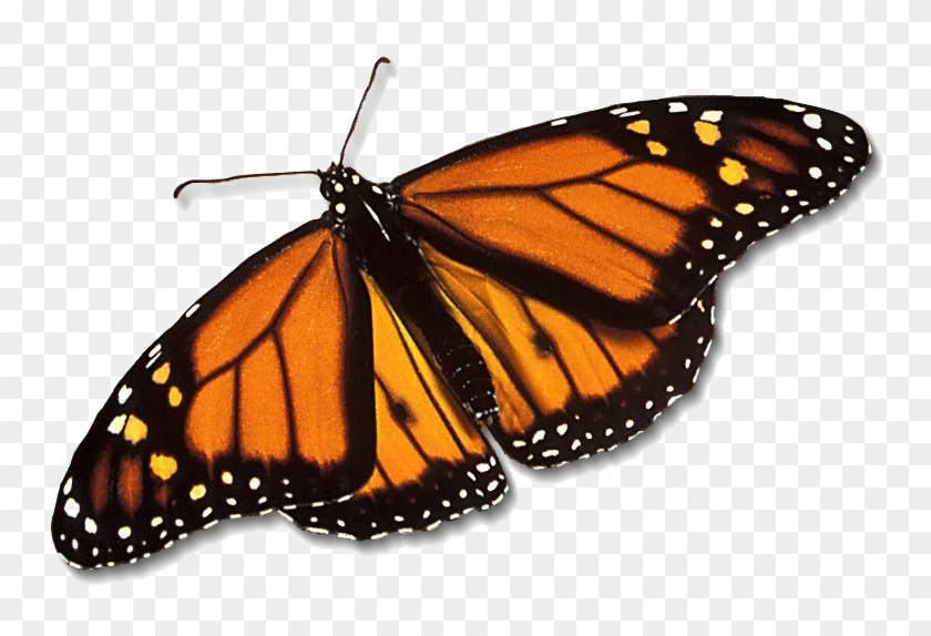 Monarch Butterfly Png Free Download - Line Of Symmetry Of Butterfly #461814