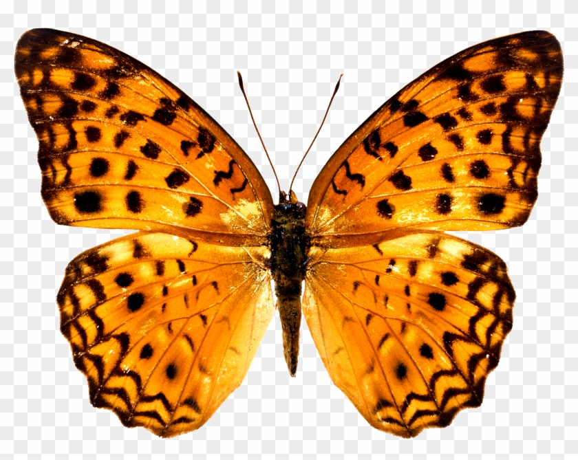 Colorful Butterfly Wallpapers Free Download Ultra Hd - Butterfly Images Free Download #461827