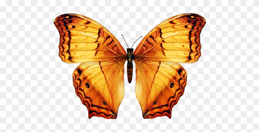 Butterfly-big - Orange Butterfly On Png #461842