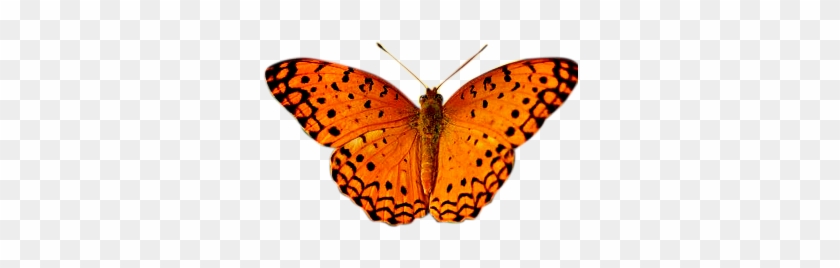 Hatching To Pupation - Phalanta #461860