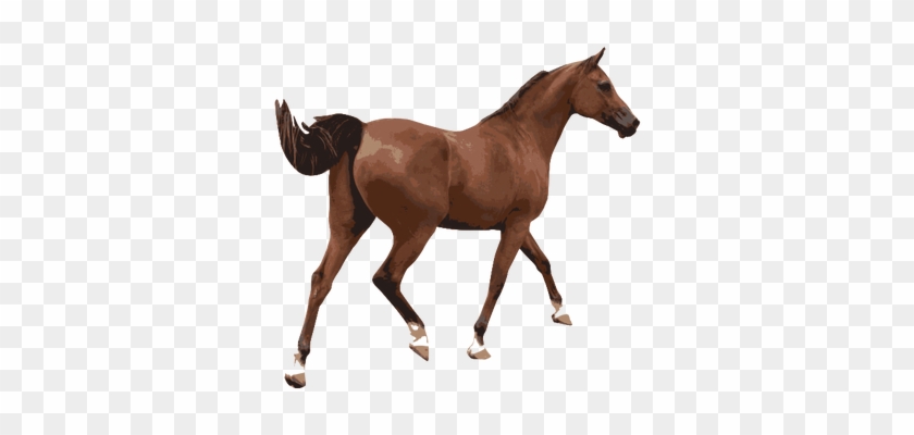 Ilustração Em Vetor Colorido De Um Cavalo Masculino - Imagenes De Un Caballo Png #464199