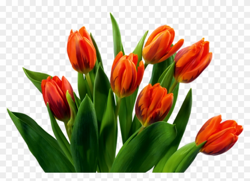 Beautiful Tulips Png Images - Flower Png #464258
