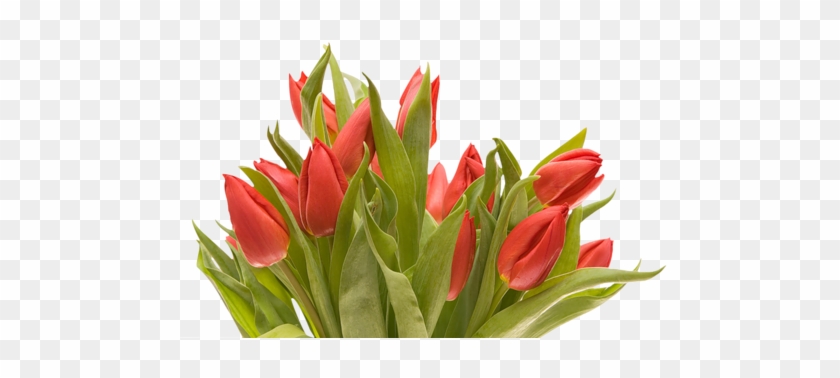 Png Lale Resimleri, Tulip Png Pictures - Flowers Png Tulip #464268