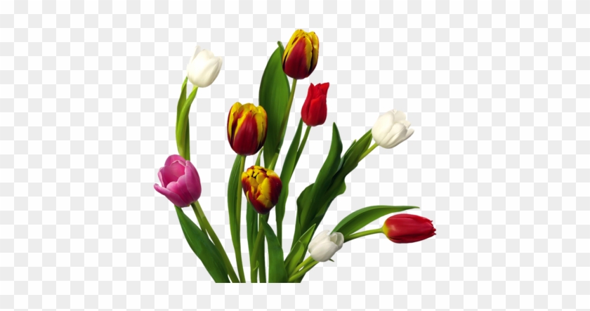 Png Lale, Png Tulips, Png Lale Resimleri, Png Tulips - Gif Animados De Tulipanes #464275