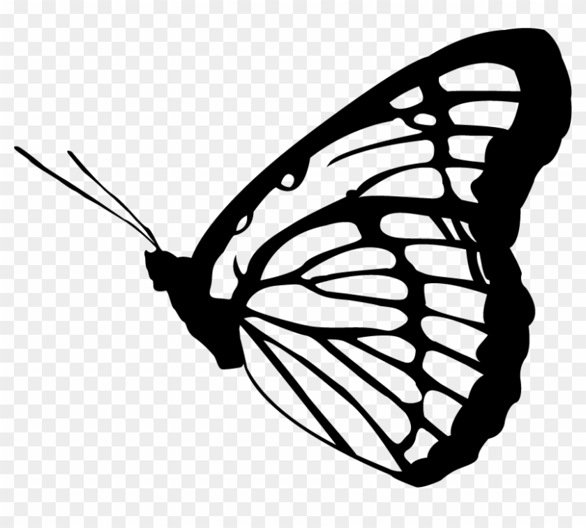 Butterfly Vector - Adult Stage Of Butterfly #464303