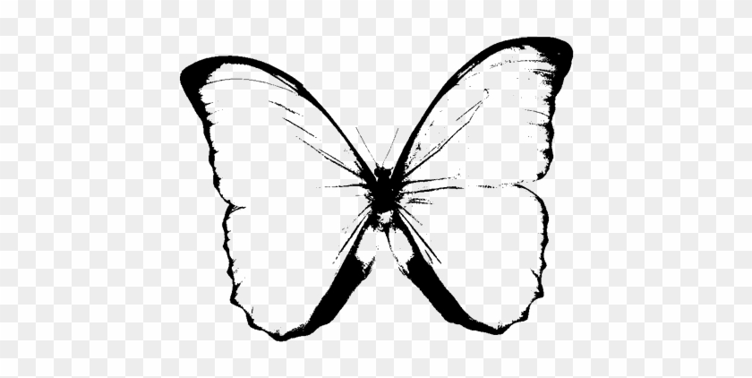 Black And White Butterfly Clipart - Butterfly Png Black And White #464329