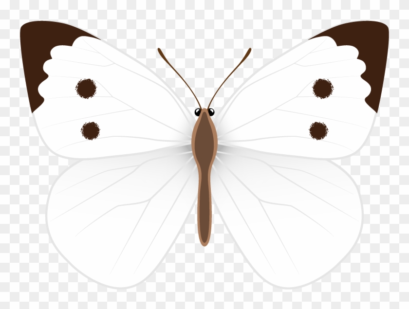 White Butterfly Png Clipart Image - Clip Art #464343