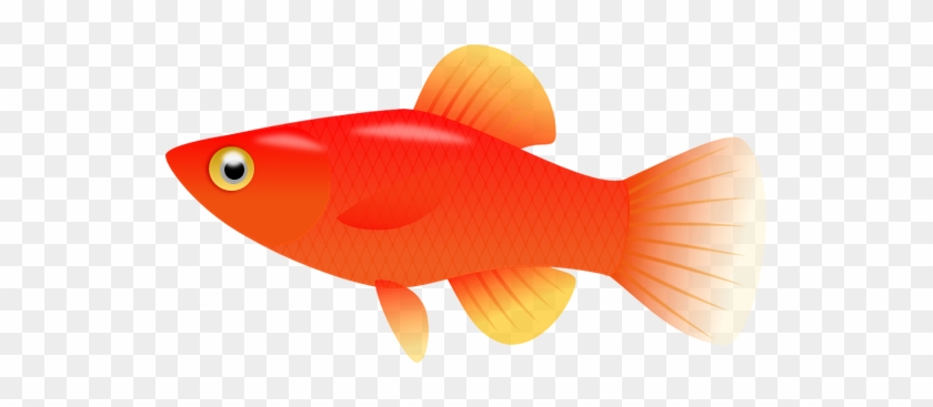 Backgrounds For Fish Clipart Transparent Background - Goldfish #464526