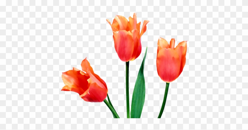 Png Lale, Png Tulips, Png Lale Resimleri, Png Tulips - Tulip Flower #464572
