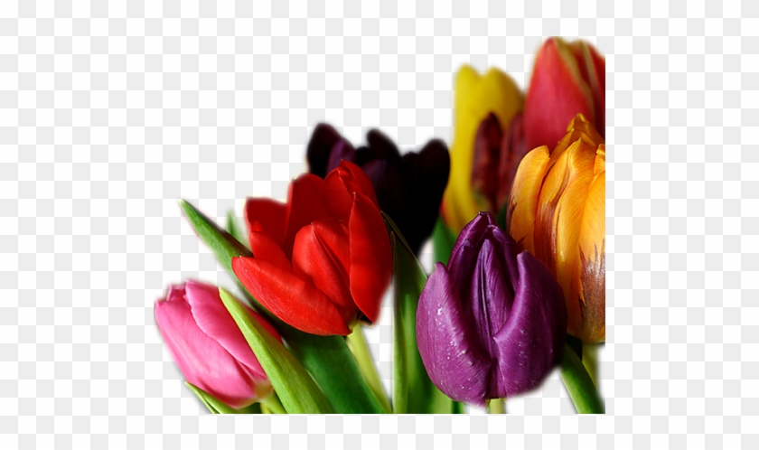 Png Lale Resimleri, Tulip Png Pictures - Тюльпаны В Png #464580