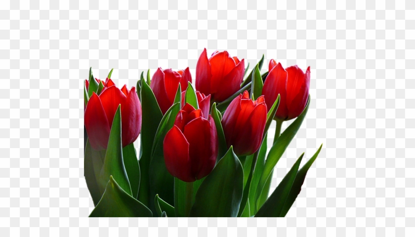 Png Lale Resimleri, Tulip Png Pictures - Red Tulips Art Poster Print 24x18 Inch #464587