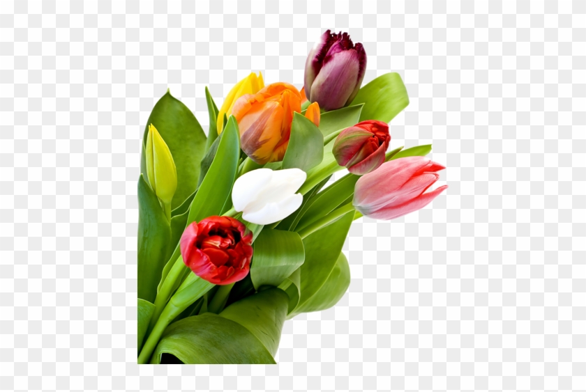 Png Lale Resimleri, Tulip Png Pictures - Клипарт Тюльпаны На Прозрачном Фоне #464593