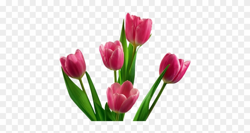 Pink Tulip Png - Tulip Png #464597