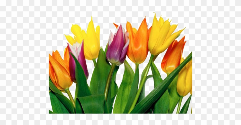 Believe - Tulips #464601